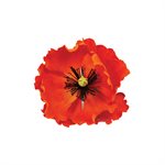 California Poppy Petal Cutter by James Rosselle