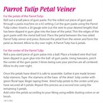 Parrot Tulip Petal Veiner by James Rosselle