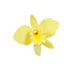Cattleya Orchid Petal Veiner by James Rosselle